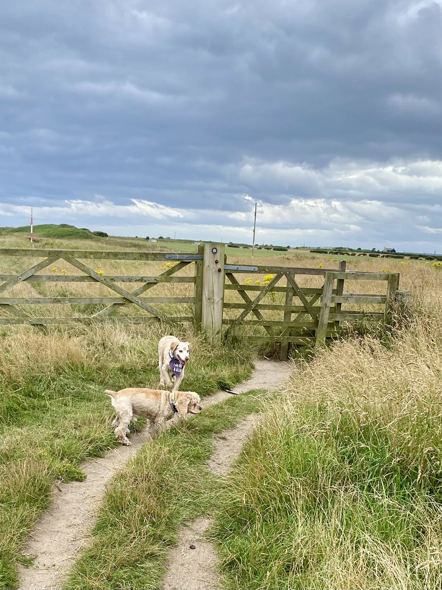 SpanielsSuper's tweet photo. I lost mum’s scent, I sniffed but the wind was strong
I knew mum would be there for me #Somewhere
So I sat down to wait for her #Trust 
But it was Isky who came to my rescue 
#ThanksIsky 
#Teamwork https://t.co/IH3B37nAQS