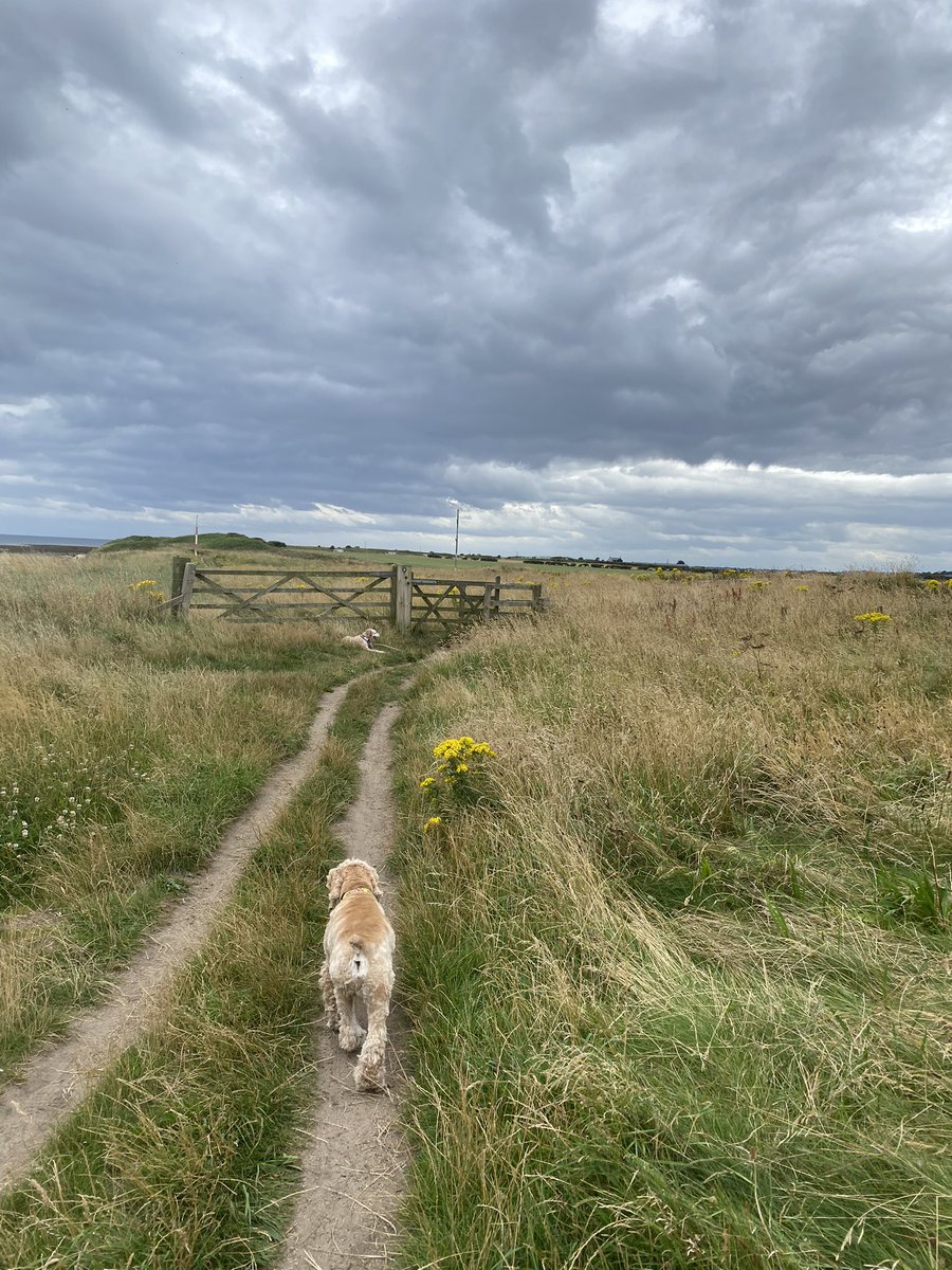 SpanielsSuper's tweet photo. I lost mum’s scent, I sniffed but the wind was strong
I knew mum would be there for me #Somewhere
So I sat down to wait for her #Trust 
But it was Isky who came to my rescue 
#ThanksIsky 
#Teamwork https://t.co/IH3B37nAQS