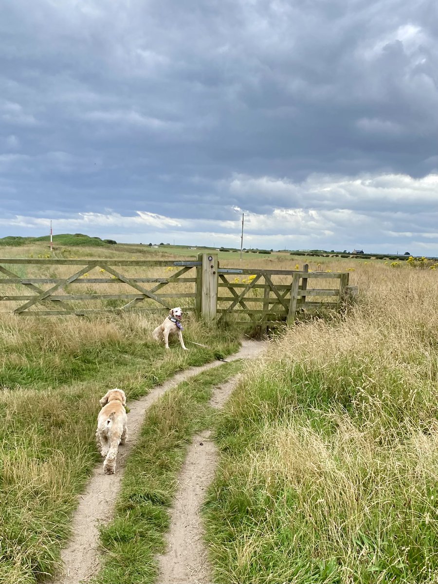 SpanielsSuper's tweet photo. I lost mum’s scent, I sniffed but the wind was strong
I knew mum would be there for me #Somewhere
So I sat down to wait for her #Trust 
But it was Isky who came to my rescue 
#ThanksIsky 
#Teamwork https://t.co/IH3B37nAQS