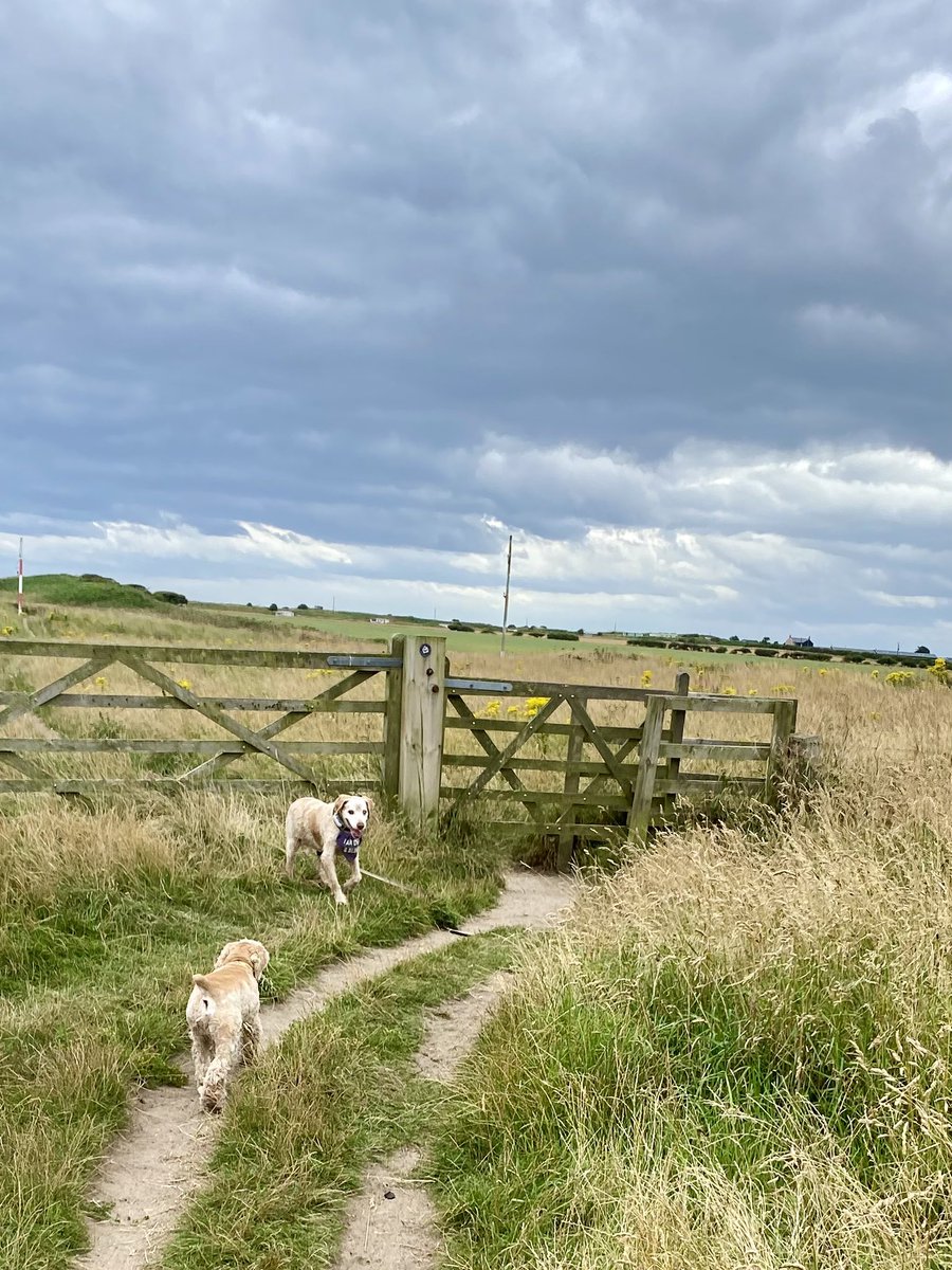 SpanielsSuper's tweet photo. I lost mum’s scent, I sniffed but the wind was strong
I knew mum would be there for me #Somewhere
So I sat down to wait for her #Trust 
But it was Isky who came to my rescue 
#ThanksIsky 
#Teamwork https://t.co/IH3B37nAQS