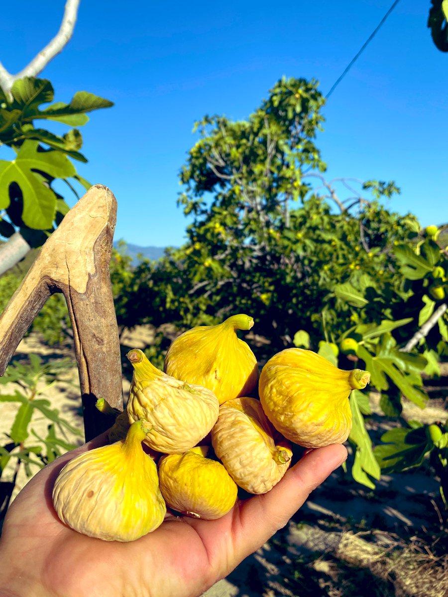 egeyedonus's tweet photo. 🌿 “Kuru incirlere az kaldı! 🤩 Doğanın en tatlı hediyeleri yakında sizinle buluşacak. İlk tadım için sabırsızlanıyoruz! 😋 #egeyedönüş #doğallezzet #kuruincir #instagramıGeriVer https://t.co/K12L8NAo1p