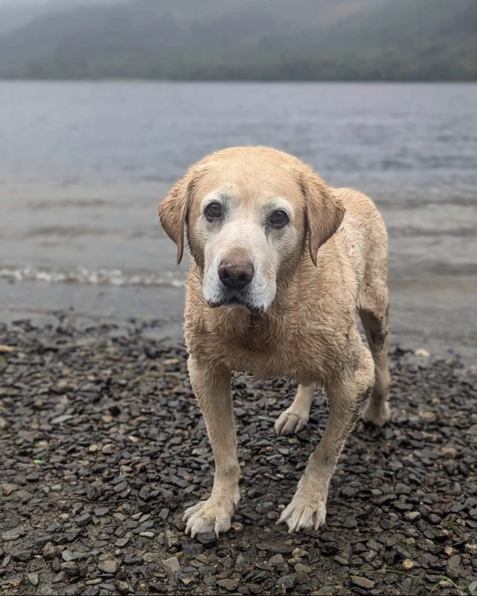BertsLegacy's tweet photo. Alfie may struggle to walk, but when he's gliding through the Scottish lochs, he finds his peace 💦 
Tranquility is his strength ❤️ 
#dogsoftwitter #dogs #dog #labrador https://t.co/NnS1mjNg8Z