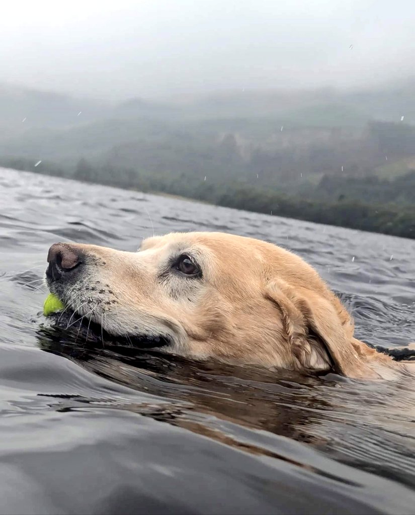 BertsLegacy's tweet photo. Alfie may struggle to walk, but when he's gliding through the Scottish lochs, he finds his peace 💦 
Tranquility is his strength ❤️ 
#dogsoftwitter #dogs #dog #labrador https://t.co/NnS1mjNg8Z
