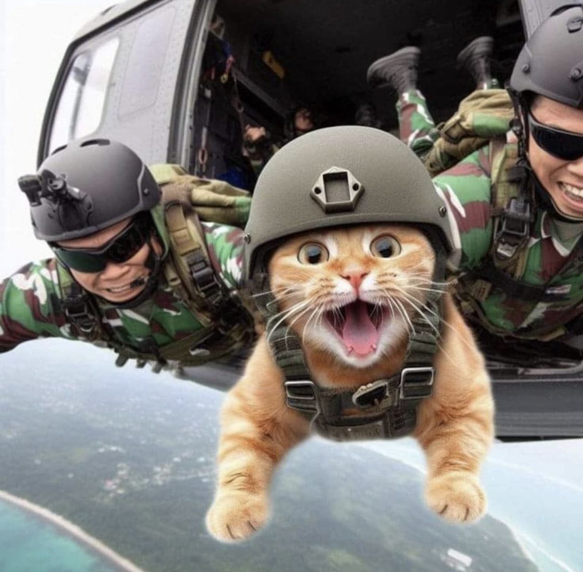 Kedidir ne yapsa yeridir 

#kedi