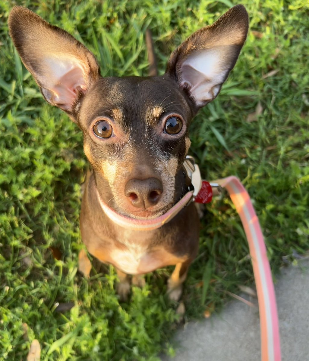 mybethlecroy's tweet photo. @erinentrada Inga is named after Teri Garr’s character from Young Frankenstein. My sister has  had pugs that have been named Feldman, Marty, and Igor. 😊 https://t.co/P7vrXadGeJ