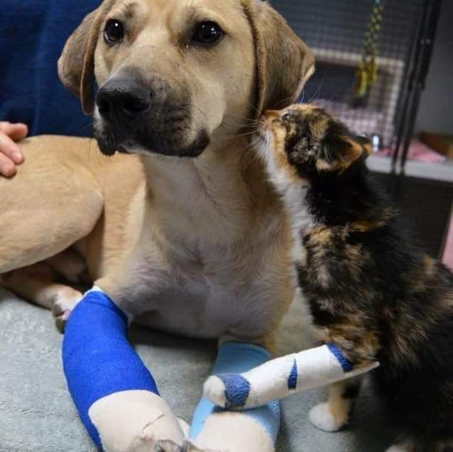 Depremde yangında insanoğlunun yanı basında olan bu masumları ne çabuk unuttunuz 😔