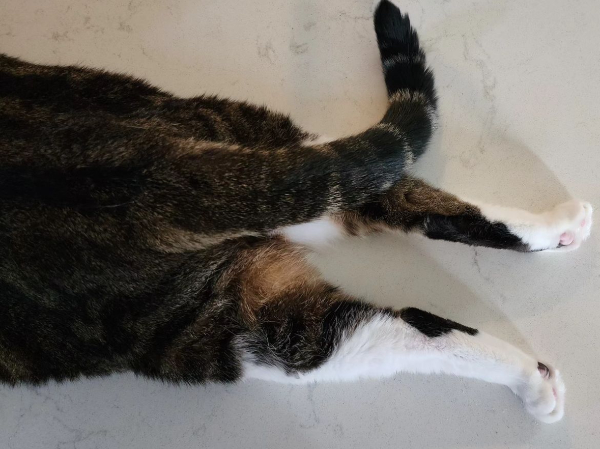 catladybox's tweet photo. 🐾😻 Happy #SundaySplootOff! 😻🐾 
The purrfect little #splootybooty! Today’s adorable sploot courtesy of Keanu (@mr.splooty)! 🥰

#sploot #cutenessoverload #streeeetch https://t.co/kSgF2VKrhw