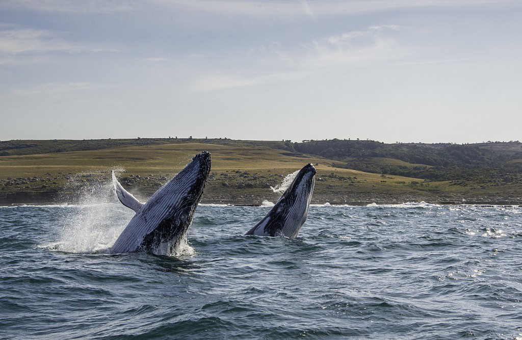 Yet another 5 star review, thanks Robert! ⭐
“Went on #Safari to Pumba Wildlife Park along with wine tasting &amp; whale watching &amp; I have to say it was a holiday of a lifetime. Rainbow did a great job in giving us memories which will last forever.” bit.ly/SouthAfricaRai…