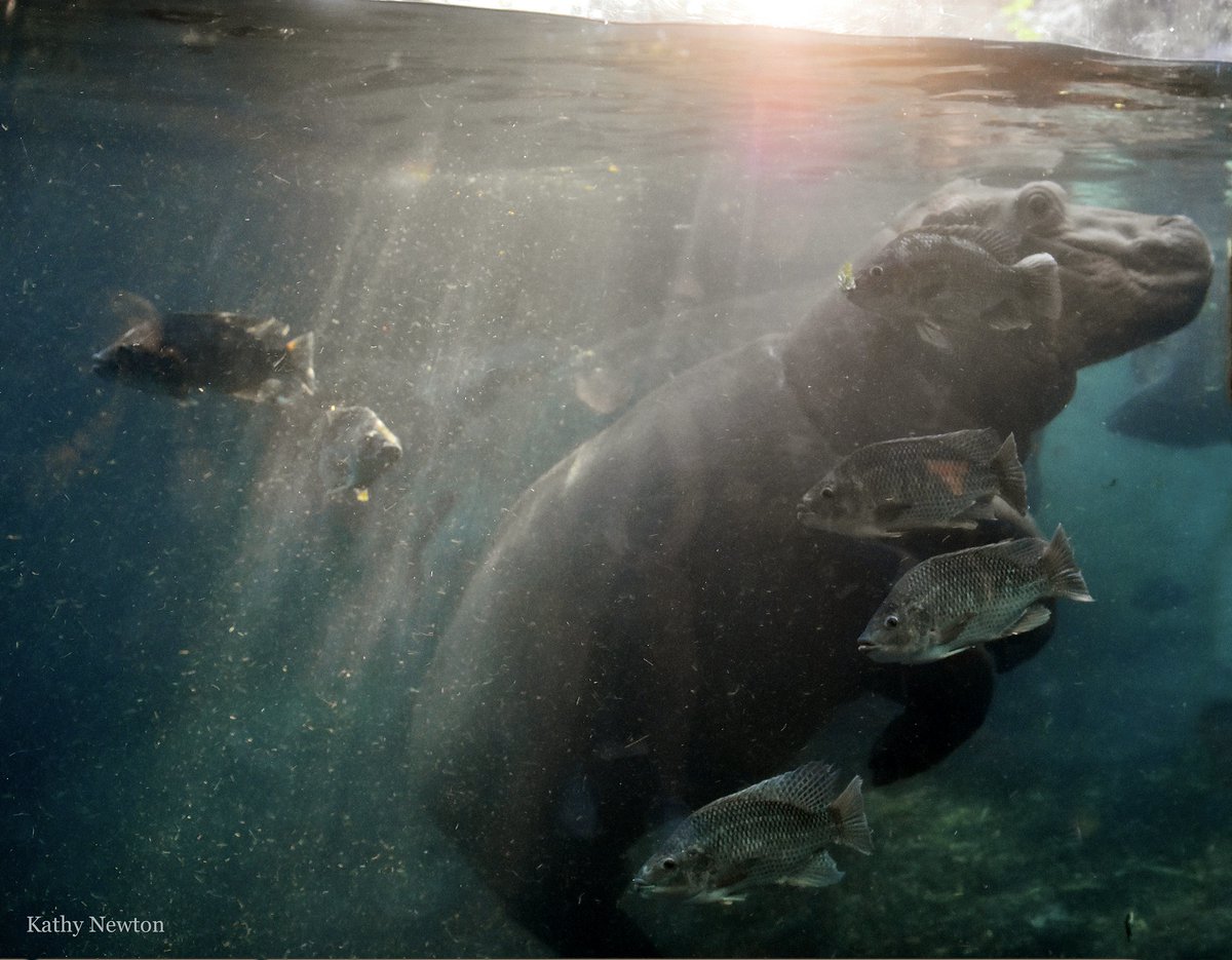 Good morning from Hippo Cove!