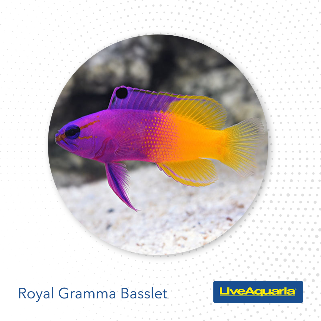 LiveAquaria's tweet photo. There’s BIG news for SMALL Tanks! Marine Nano fish are back in stock and ready to make a huge impression in your home aquarium, adding color and motion to your saltwater tank. See them now.
https://t.co/HsnHaHv7EX
#marinenanofish #nanofish #nano #homeaquarium #aquarium https://t.co/ZmCO0xOwGI