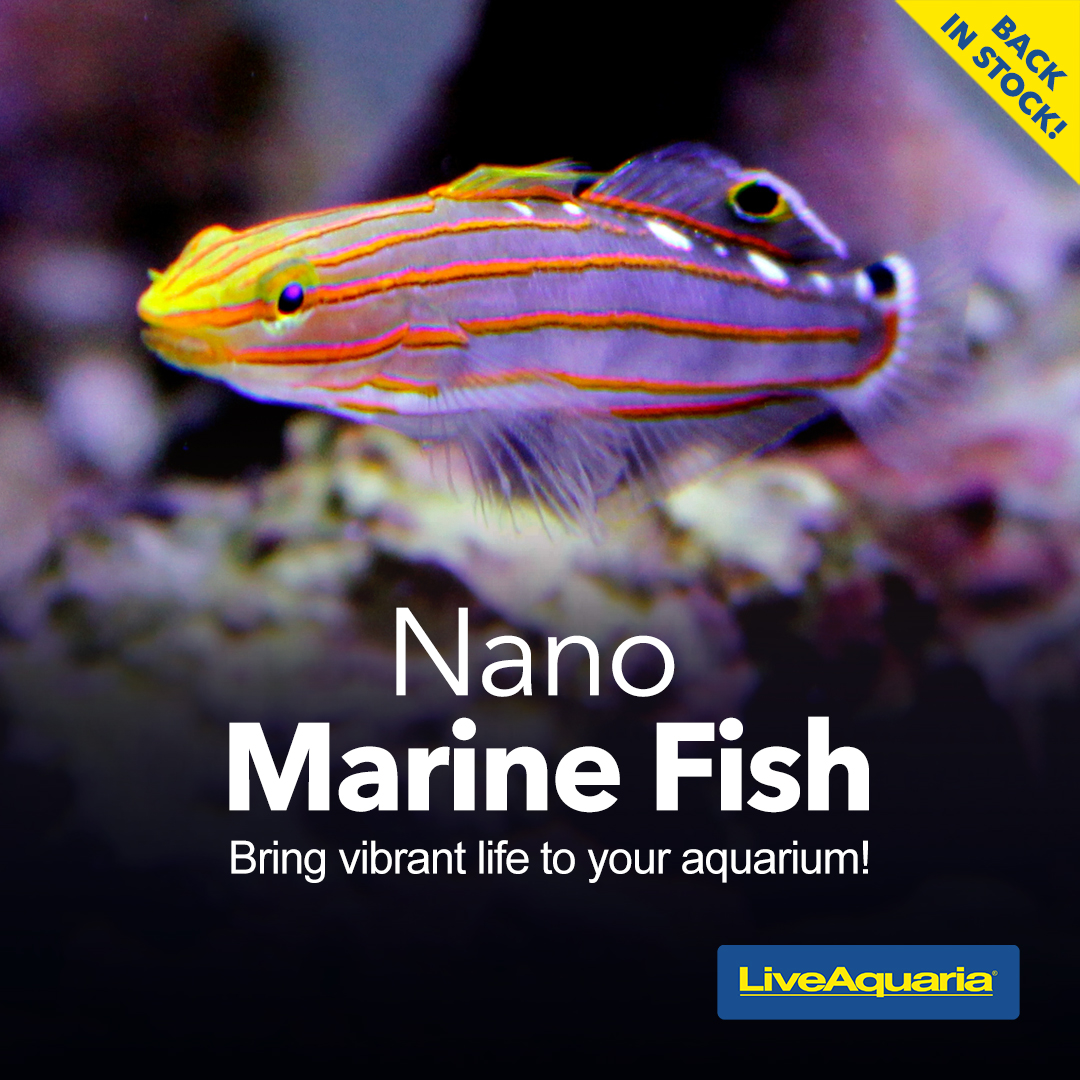 LiveAquaria's tweet photo. There’s BIG news for SMALL Tanks! Marine Nano fish are back in stock and ready to make a huge impression in your home aquarium, adding color and motion to your saltwater tank. See them now.
https://t.co/HsnHaHv7EX
#marinenanofish #nanofish #nano #homeaquarium #aquarium https://t.co/ZmCO0xOwGI