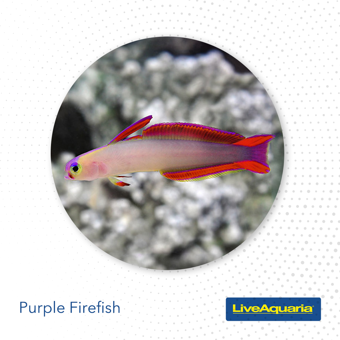 LiveAquaria's tweet photo. There’s BIG news for SMALL Tanks! Marine Nano fish are back in stock and ready to make a huge impression in your home aquarium, adding color and motion to your saltwater tank. See them now.
https://t.co/HsnHaHv7EX
#marinenanofish #nanofish #nano #homeaquarium #aquarium https://t.co/ZmCO0xOwGI