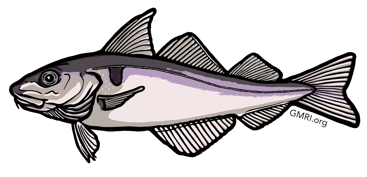 Spotlight on Seasonal &amp; Sustainable Seafood: Haddock!

Haddock is known for being a flaky, mild whitefish that’s incredibly versatile. Imported haddock often overshadows our local catch, so it’s crucial to look for local.

Discover more in-season seafood: gmri.org/stories/season…