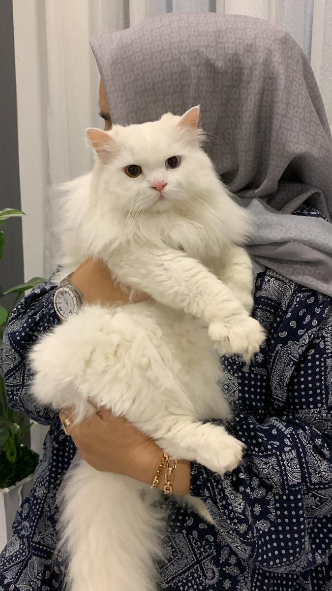 Dudut🐱 tweet media