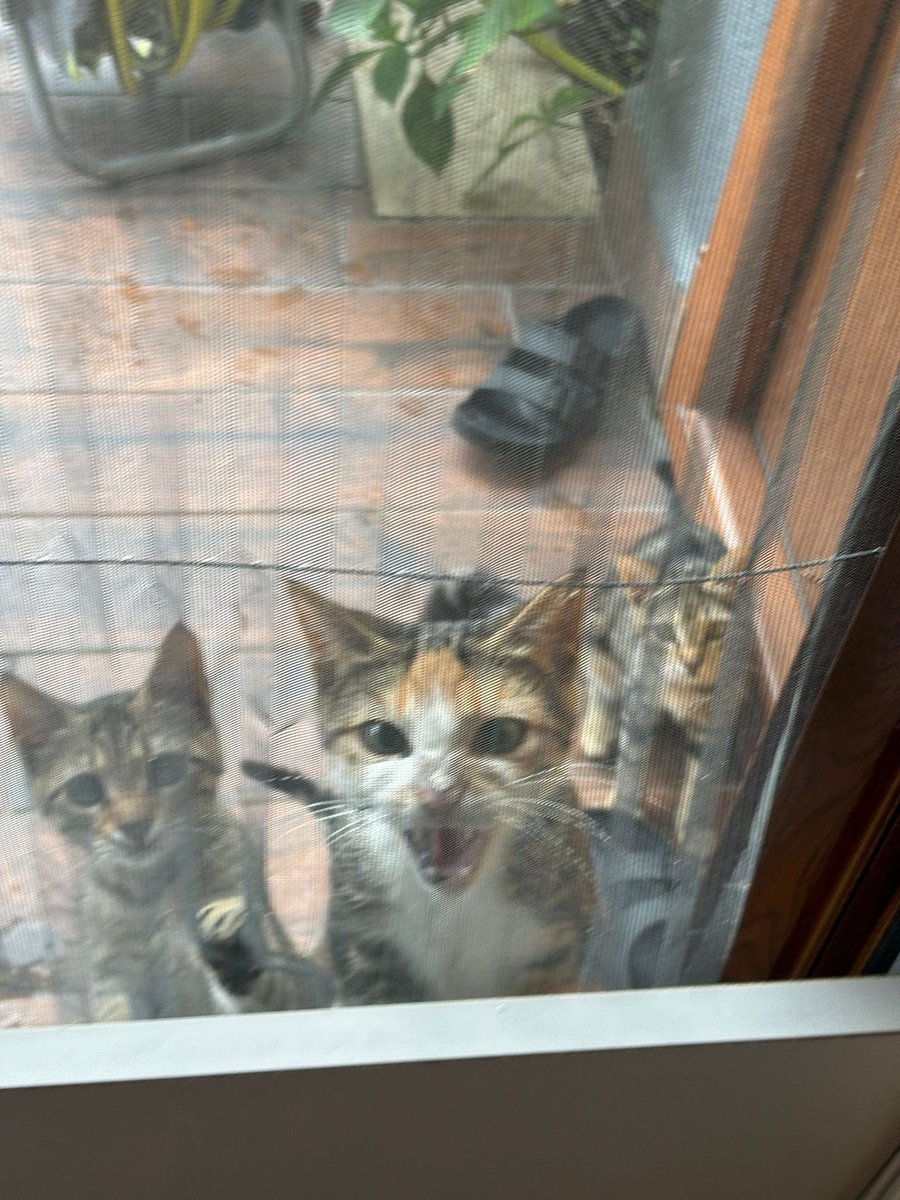 instagramın kapalı olmasına bir isyanda kedilerden geldi… 

#instagram