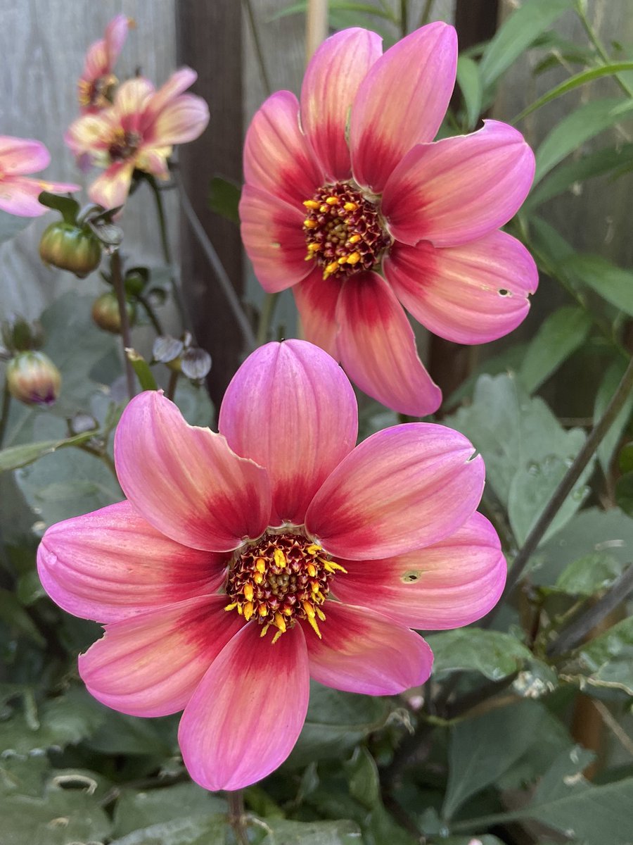 Dahlia Dahlegria Tricolore