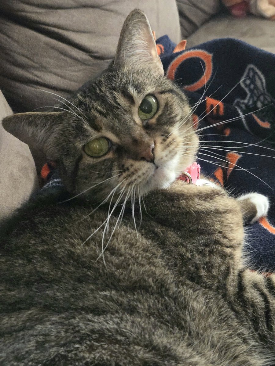 Pizzapuff15's tweet photo. Happy Sunday ❤️ #CatsOfTwitter #CatsOfX #StrayStrong @StrayLiotta https://t.co/IjN9eYZQkL