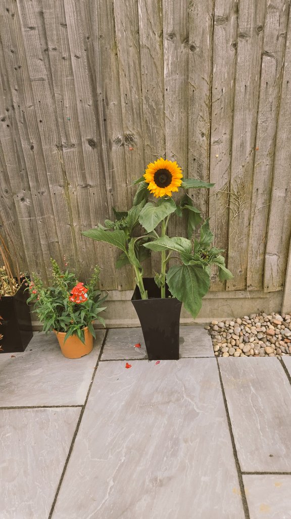 chester_friends's tweet image. #Cavpack the world isn't very nice at the moment so we only want to surround ourselves with nice things. We've been sunflower 🌻 picking 💛 #MazeMoonMaidstone
