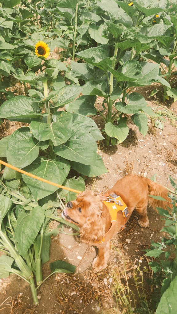 chester_friends's tweet image. #Cavpack the world isn't very nice at the moment so we only want to surround ourselves with nice things. We've been sunflower 🌻 picking 💛 #MazeMoonMaidstone