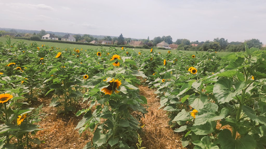 chester_friends's tweet image. #Cavpack the world isn't very nice at the moment so we only want to surround ourselves with nice things. We've been sunflower 🌻 picking 💛 #MazeMoonMaidstone