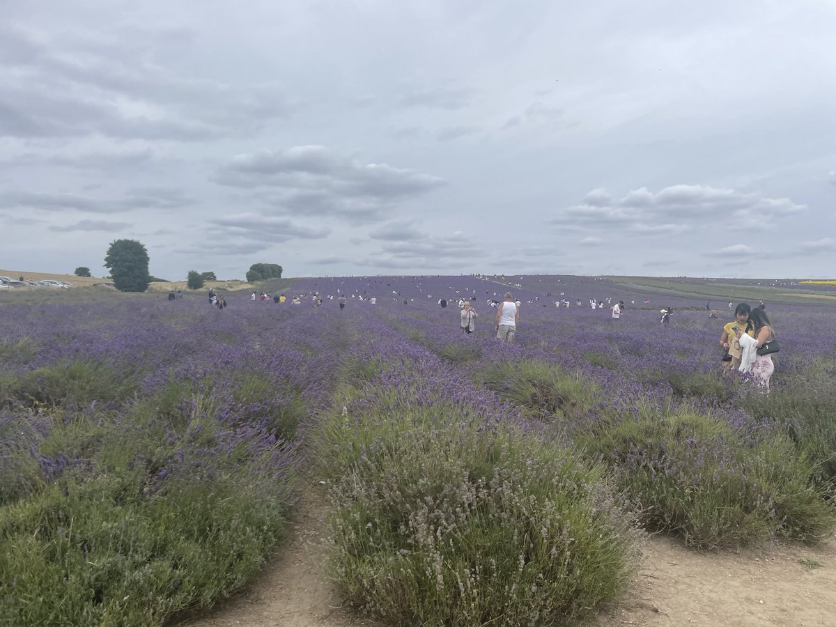 e1duchess's tweet photo. Loving all the suffragette purple at Hitchin Lavender. #hitchen #hertfordshire #lavender #sunflowers https://t.co/OPFE6bjIST