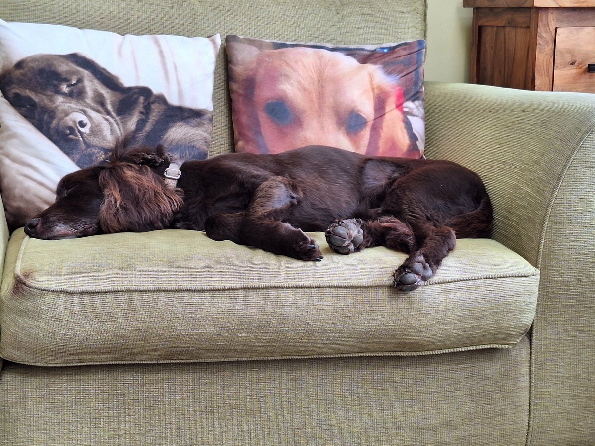 RobJames68's tweet photo. Tetley and I had a lovely long walk at Butser Hill this morning, stopping off halfway through to refuel with tea and toast (for me) and a puppychino (for him). He's decided it's time to rest now #HappyDog #SleepyDog #WeekendWalking https://t.co/etIiWlKYzo