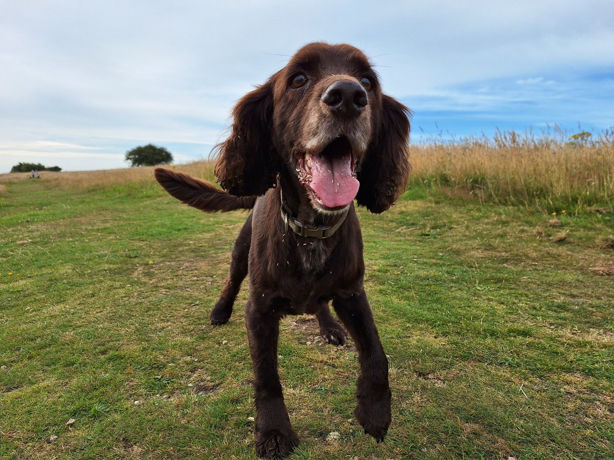 RobJames68's tweet photo. Tetley and I had a lovely long walk at Butser Hill this morning, stopping off halfway through to refuel with tea and toast (for me) and a puppychino (for him). He's decided it's time to rest now #HappyDog #SleepyDog #WeekendWalking https://t.co/etIiWlKYzo