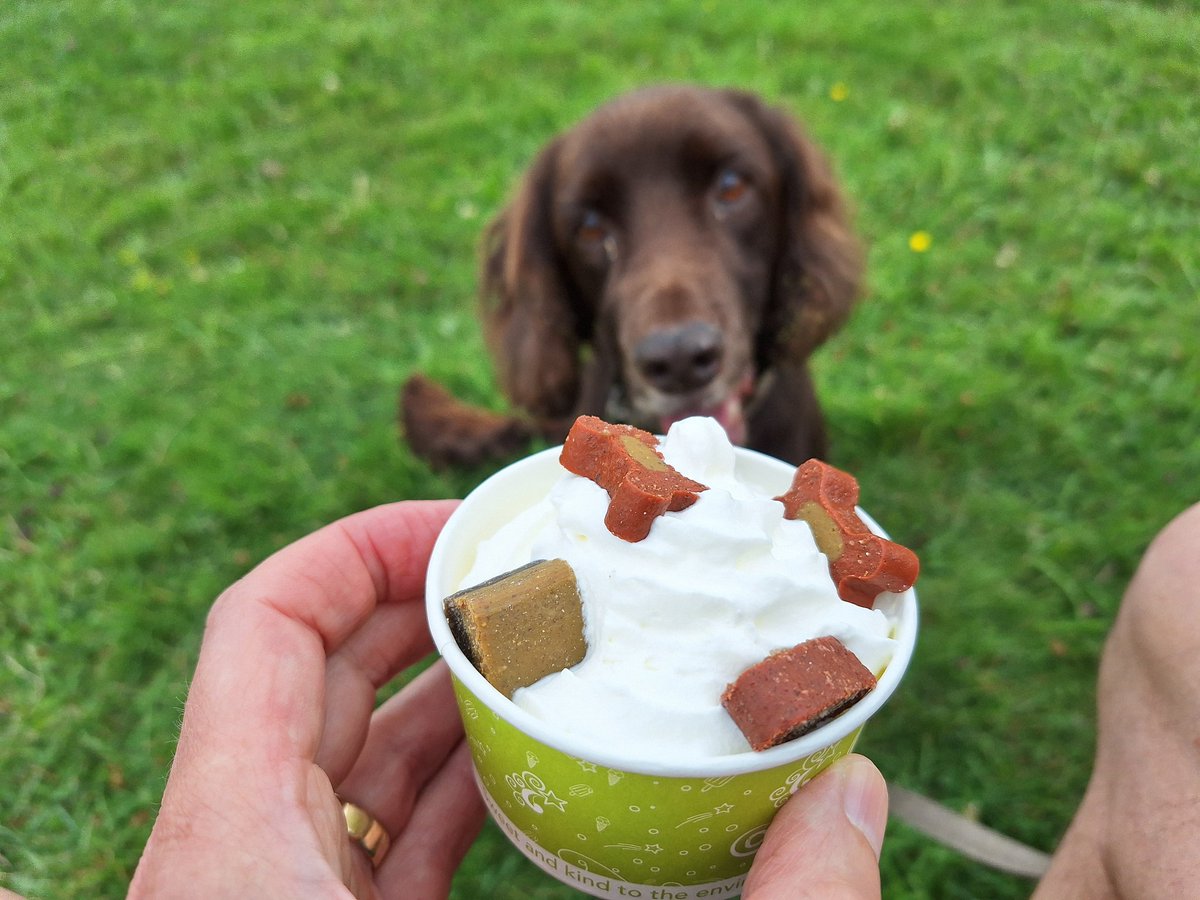 RobJames68's tweet photo. Tetley and I had a lovely long walk at Butser Hill this morning, stopping off halfway through to refuel with tea and toast (for me) and a puppychino (for him). He's decided it's time to rest now #HappyDog #SleepyDog #WeekendWalking https://t.co/etIiWlKYzo