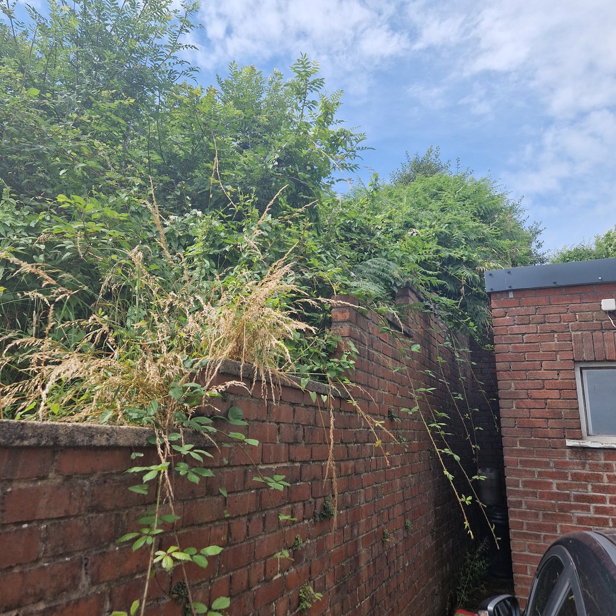 annarankin16's tweet photo. @ValleysToCoast will you be cutting this back anytime soon as agreed last year? I was informed ?for the 4th year in a row) That you were going to cut it back a channel and spray quarterly. It was done once, and not been bothered with again. You've already cut down the line of https://t.co/279ISa7Sky
