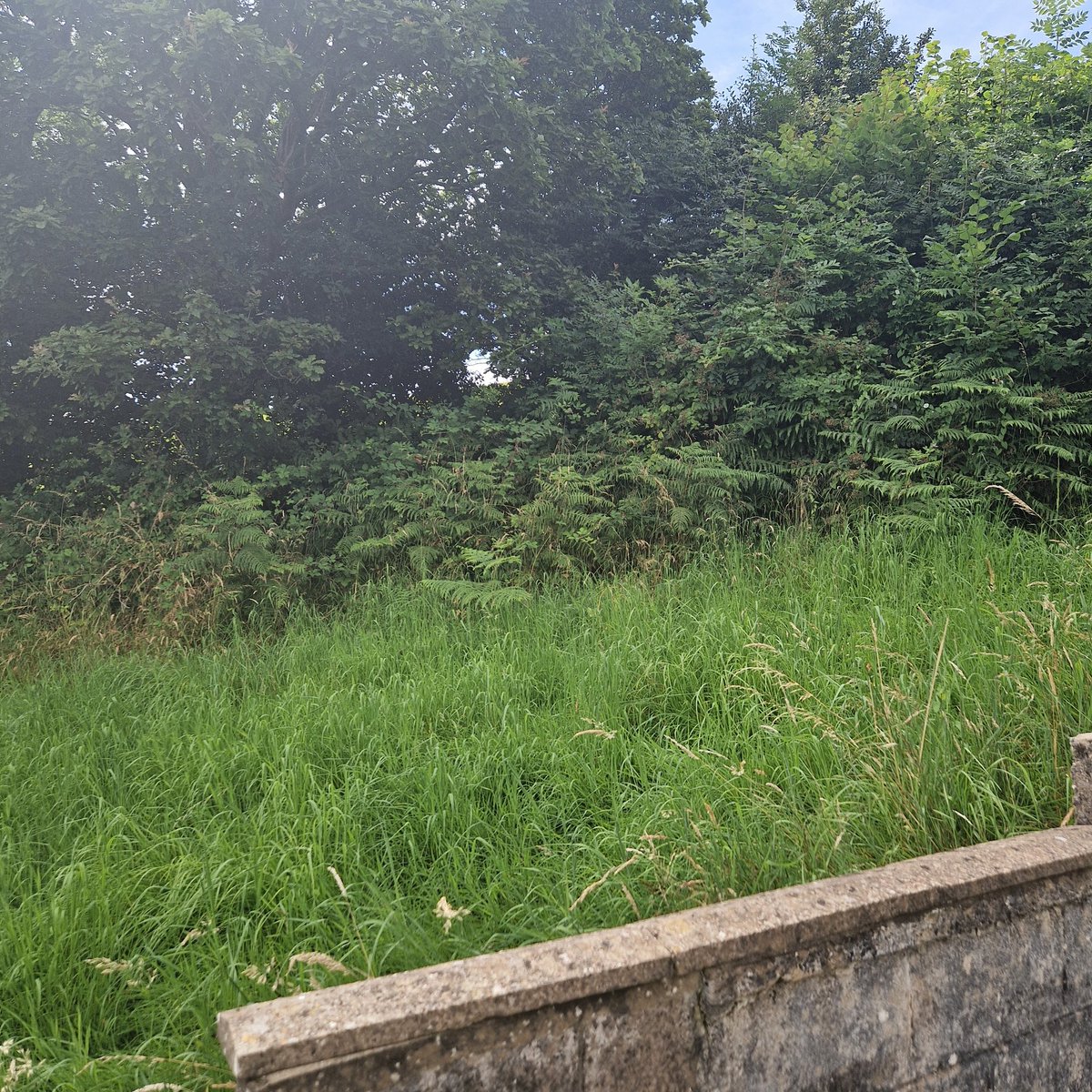 annarankin16's tweet photo. @ValleysToCoast will you be cutting this back anytime soon as agreed last year? I was informed ?for the 4th year in a row) That you were going to cut it back a channel and spray quarterly. It was done once, and not been bothered with again. You've already cut down the line of https://t.co/279ISa7Sky
