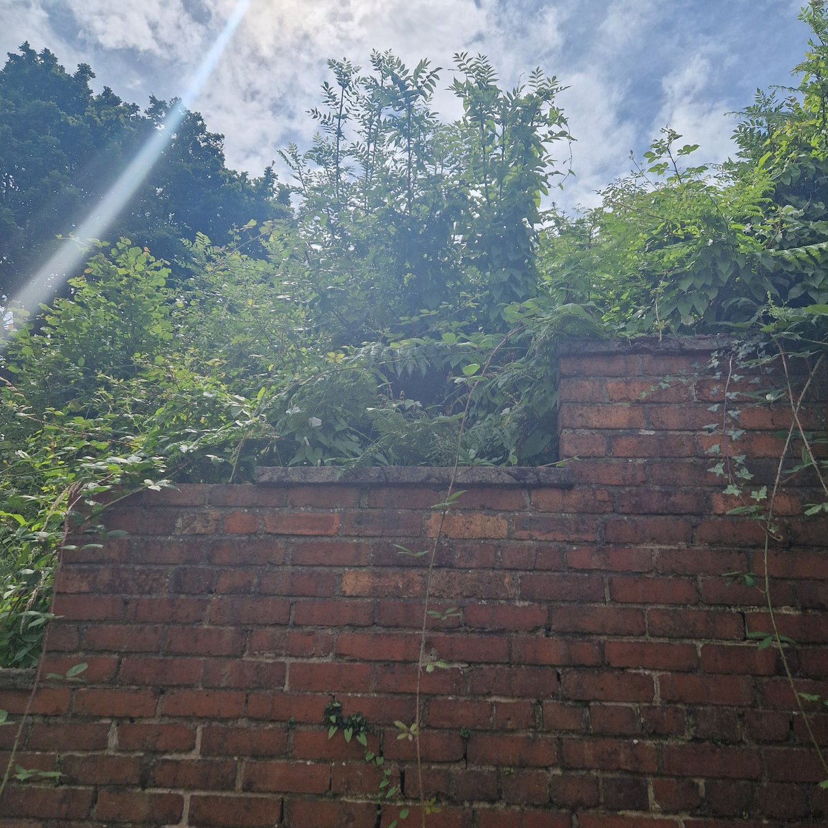 annarankin16's tweet photo. @ValleysToCoast will you be cutting this back anytime soon as agreed last year? I was informed ?for the 4th year in a row) That you were going to cut it back a channel and spray quarterly. It was done once, and not been bothered with again. You've already cut down the line of https://t.co/279ISa7Sky