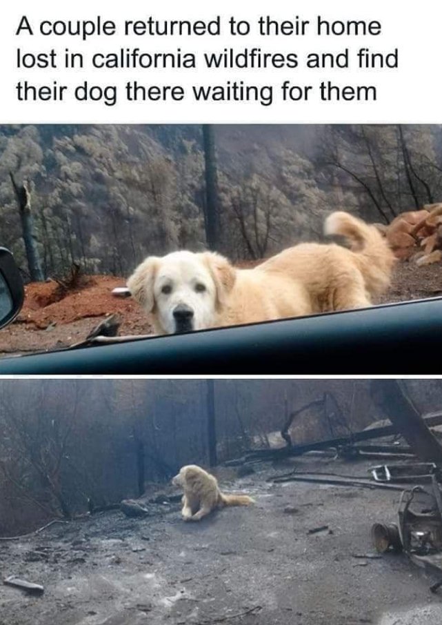 BestinDogs's tweet photo. 😢💝 https://t.co/fNYHIUJU1B