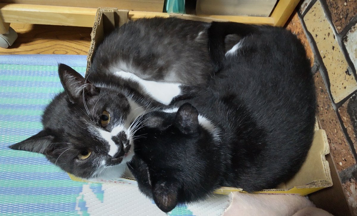 JJ Works tweet media