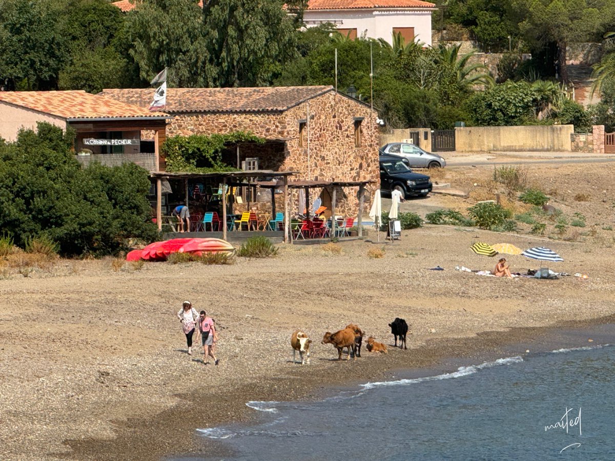 maite2b32's tweet photo. Bon dimanche à tous, ici sur la plage de Galéria /Corse 4/08/2024 ! https://t.co/BY645gPUAV