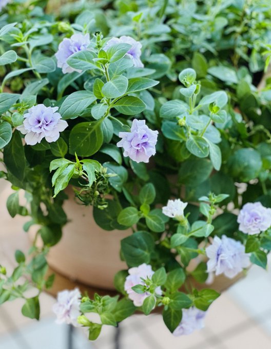 Twitterのコスプレ画像22