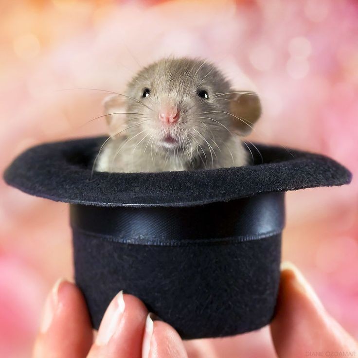 venuslovesrats's tweet photo. I am a Rat of many trick https://t.co/XchJjGj9lO