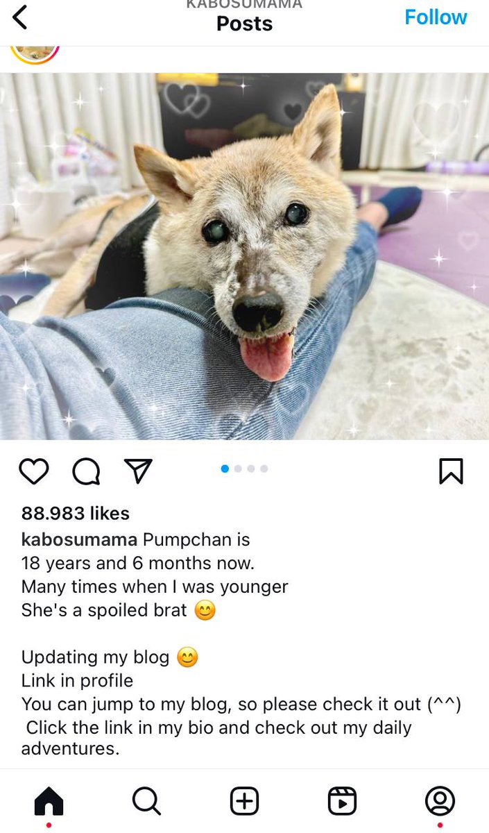 Mavericks100xs's tweet photo. If any coin can flip $NEIRO its #PUMPCHAN
The narrative is hella bullish
Its a dog from Kabosu Momma herself and hes 18 years old - bullish or what?
https://t.co/jNXDKjd4zu https://t.co/xa96aZBMB4