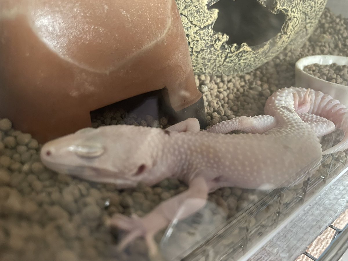 LeopardGecko728's tweet photo. 気持ちよさそうに寝てた(´・ω・｀)
飼い主も休日欲しいよ〜笑 https://t.co/AsaDDVOuxw