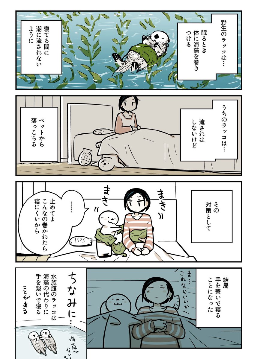 ラッコが寝る時の工夫。 