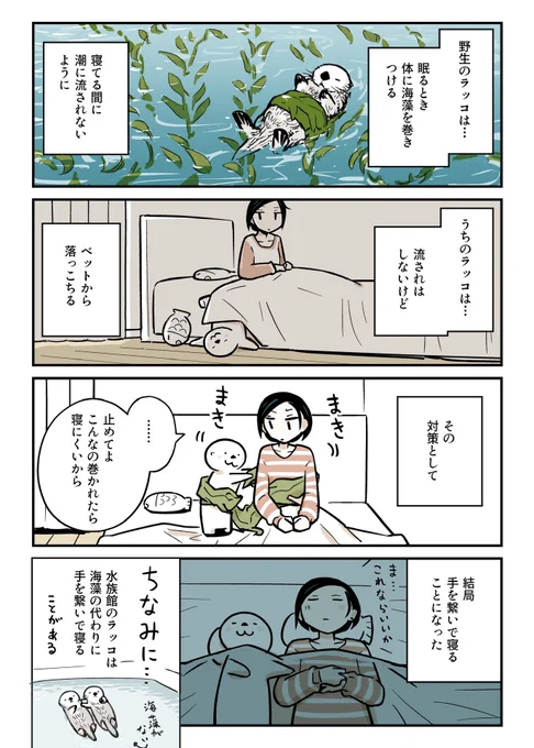 ラッコが寝る時の工夫。 