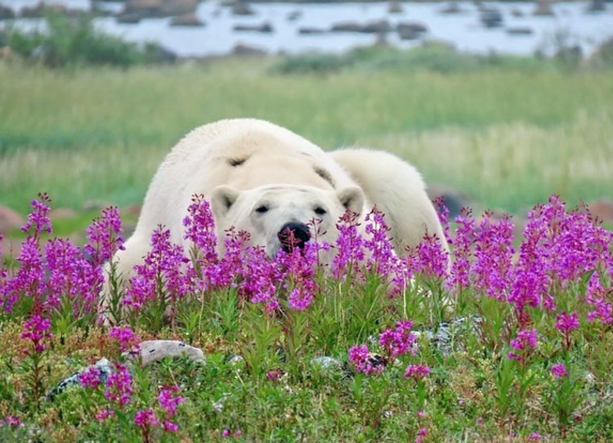 ChurchillWild's tweet photo. The fireweed is popping right now at Seal River Heritage Lodge! Photos by guest Pam Massey, who was on our Birds, Bears &amp; Belugas safari. https://t.co/nqrYYoXp4S #ChurchillWild #ChurchillWildSafaris #PolarBear #PolarBears #Churchill #Bears #BearCubs #Fireweed #Safari https://t.co/6yn2ts6YEu