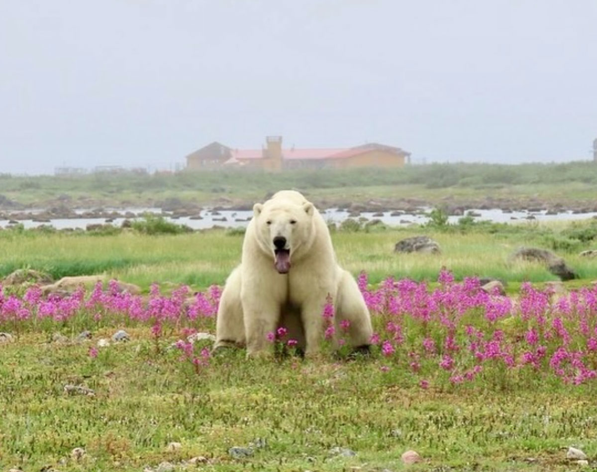 ChurchillWild's tweet photo. The fireweed is popping right now at Seal River Heritage Lodge! Photos by guest Pam Massey, who was on our Birds, Bears &amp; Belugas safari. https://t.co/nqrYYoXp4S #ChurchillWild #ChurchillWildSafaris #PolarBear #PolarBears #Churchill #Bears #BearCubs #Fireweed #Safari https://t.co/6yn2ts6YEu