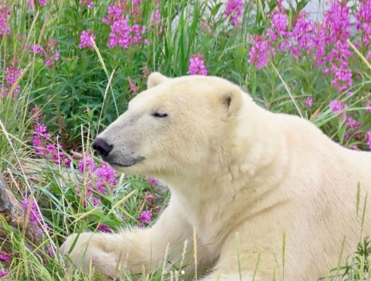 ChurchillWild's tweet photo. The fireweed is popping right now at Seal River Heritage Lodge! Photos by guest Pam Massey, who was on our Birds, Bears &amp; Belugas safari. https://t.co/nqrYYoXp4S #ChurchillWild #ChurchillWildSafaris #PolarBear #PolarBears #Churchill #Bears #BearCubs #Fireweed #Safari https://t.co/6yn2ts6YEu