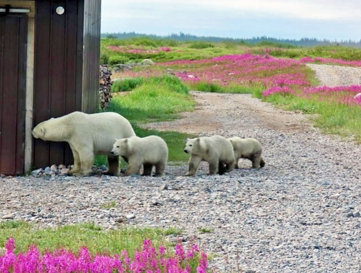 ChurchillWild's tweet photo. The fireweed is popping right now at Seal River Heritage Lodge! Photos by guest Pam Massey, who was on our Birds, Bears &amp; Belugas safari. https://t.co/nqrYYoXp4S #ChurchillWild #ChurchillWildSafaris #PolarBear #PolarBears #Churchill #Bears #BearCubs #Fireweed #Safari https://t.co/6yn2ts6YEu