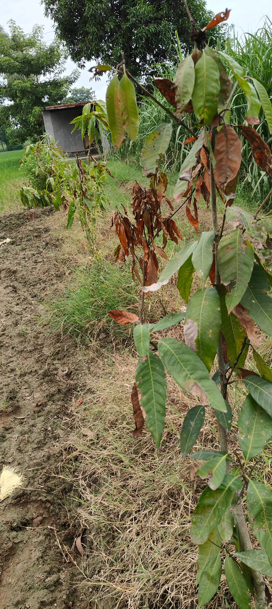 jss_suresh's tweet photo. Respected Sir,@UpforestUp,@UPGovt,@Uppolice

Please intervene and take proper and strong action, Find the complaint and damaged and destroyed mango trees photos attached due to the chemical spray  

Regards,  
Suresh Kumar https://t.co/Gqc73h0erX