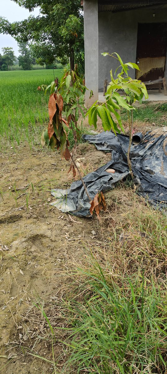 jss_suresh's tweet photo. Respected Sir,@UpforestUp,@UPGovt,@Uppolice

Please intervene and take proper and strong action, Find the complaint and damaged and destroyed mango trees photos attached due to the chemical spray  

Regards,  
Suresh Kumar https://t.co/Gqc73h0erX