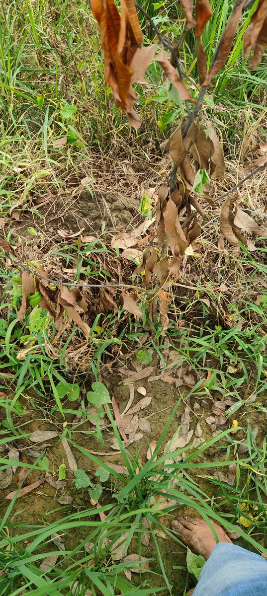 jss_suresh's tweet photo. Respected Sir,@UpforestUp,@UPGovt,@Uppolice

Please intervene and take proper and strong action, Find the complaint and damaged and destroyed mango trees photos attached due to the chemical spray  

Regards,  
Suresh Kumar https://t.co/Gqc73h0erX