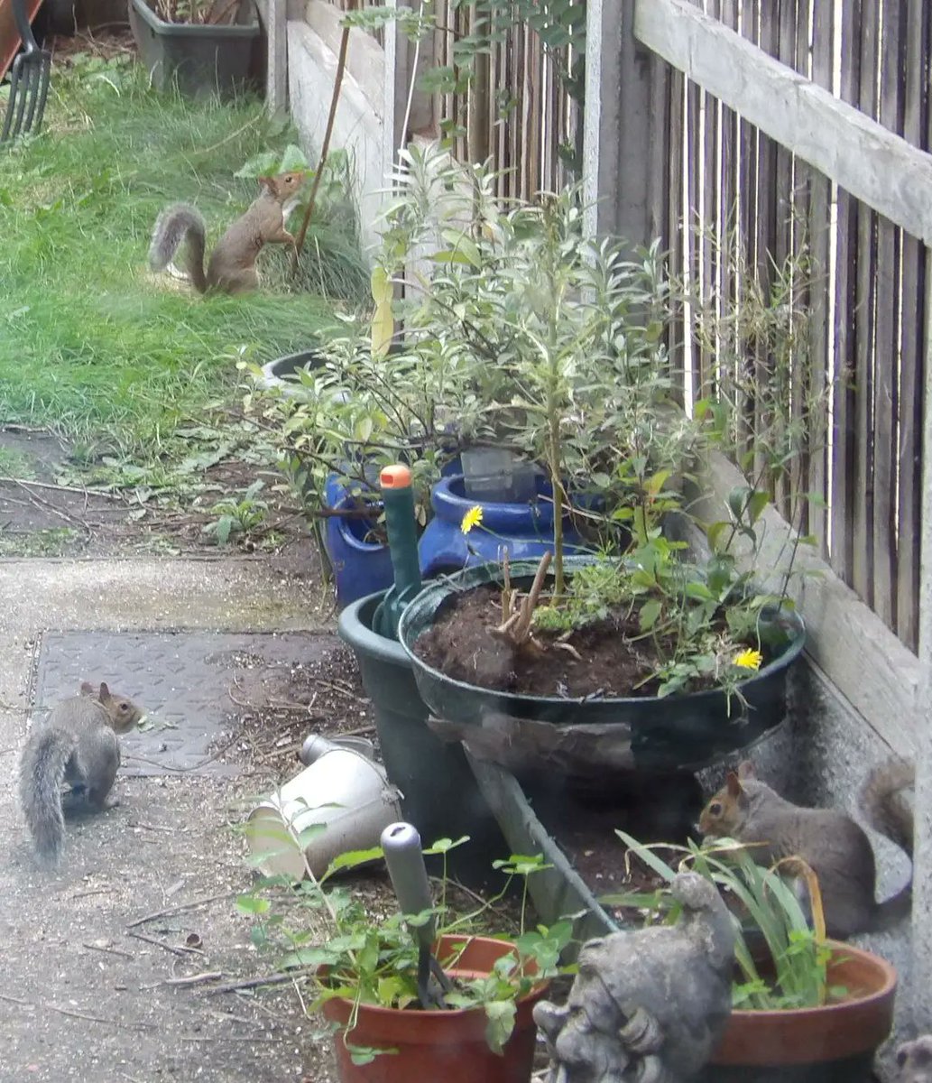 Nesquik1962's tweet photo. Happy 7th anniversary #Squirrels. 7 years ago I saw a squirrel in the garden &amp; was surprised 😮 I got something called squirrel mix &amp; left it out. 7 years today a squirrel started eating, then another skinny squirrel arrived, then bounced into view a 3rd. #Scarfy, #Zippy &amp; #Rusty https://t.co/yilbA4Pv4Z