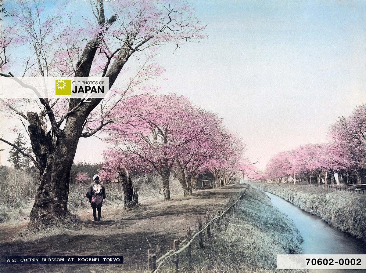 1 of 2
Cherry blossom along the Tamagawa Jōsui at Koganei in the 1890s.

This 43 kilometer aqueduct supplied much of #Tokyo’s drinking water, and gave birth to Tokyo's celebrated waterfall at Jūnisō, in what is today Nishi-Shinjuku.