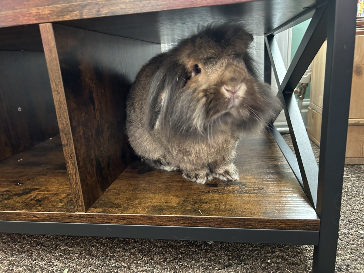 RabbitLeonard's tweet photo. got a new coffee table for the living room and we already claimed the bottom shelf’s 🐰🐰 https://t.co/POBjKTUBvo